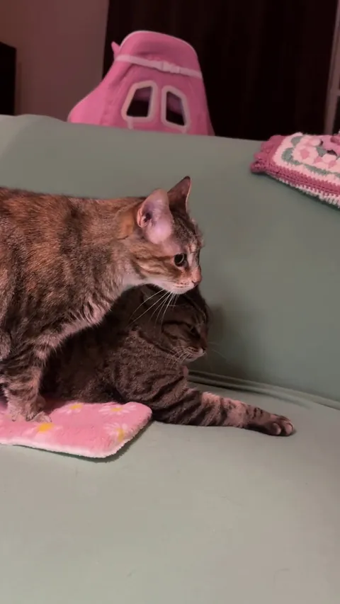 Just when I thought they were about to have a cute moment….