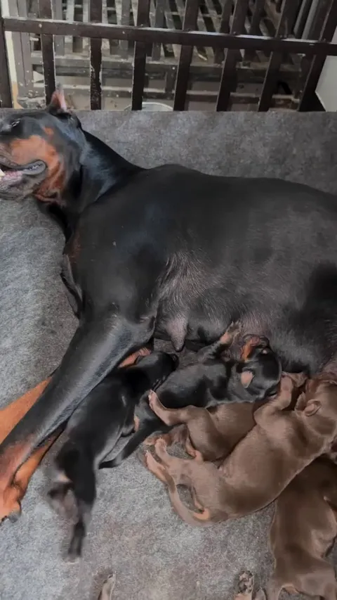 The dobermom was exhausted