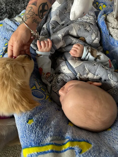 First Baby Golden Retriever I’ve owned puppers is always light harted and frenly :^)