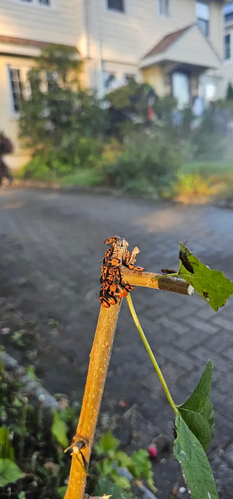 What is this bug and how do I control it?