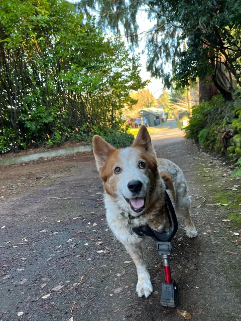 This is rare pupper, Jane, affectionately known as Turkey.