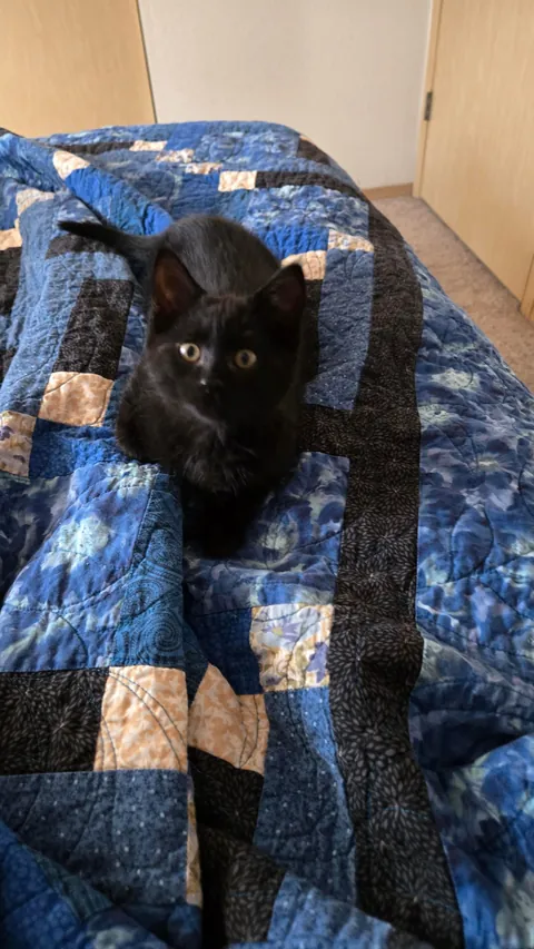 The Results are In: Albert Francois "Albie" is a monorchid!