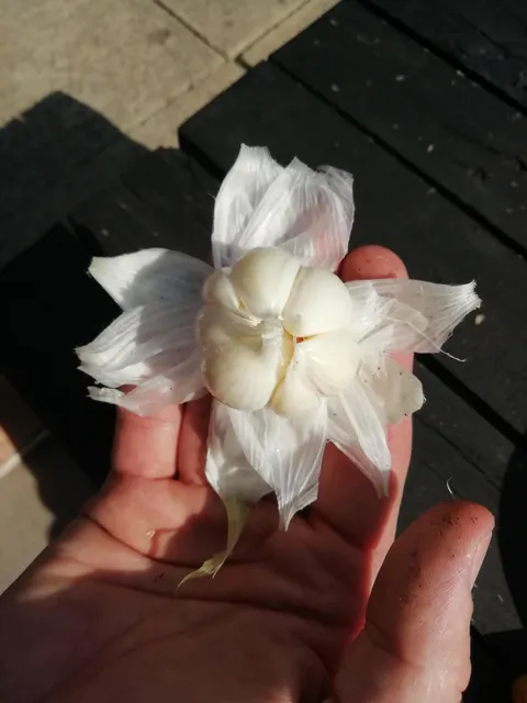 My first garlic that grew in my backyard