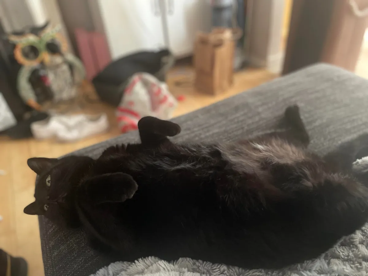 Dexters getting ready to cross into the afterlife, please send good vibes for his final days 🖤