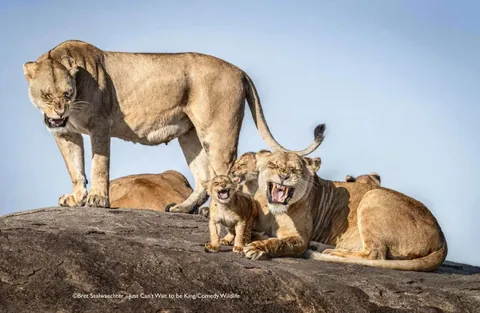 🔥 A collection of images from the Comedy Wildlife Photography Awards (2025)