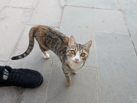 The huge collection of cats I found on my adventure to Turkey😅😊