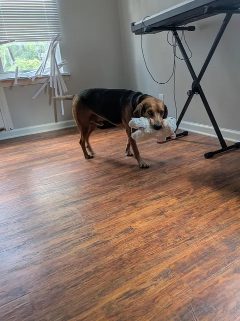 A boy and his lamb chop