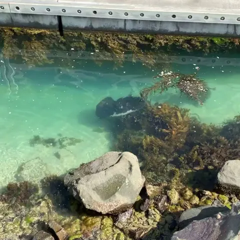 Sea flap flap; Victoria, Australia.
