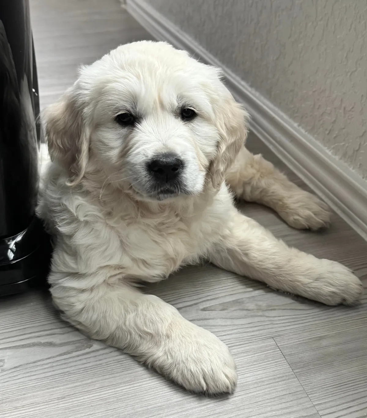 My new family member, Skye!