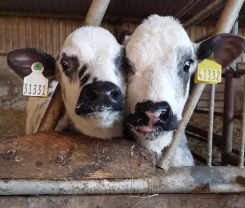 Custard and Cream. They have the same dad, the same birthday, and are besties. I don’t think they’ve ever been apart.