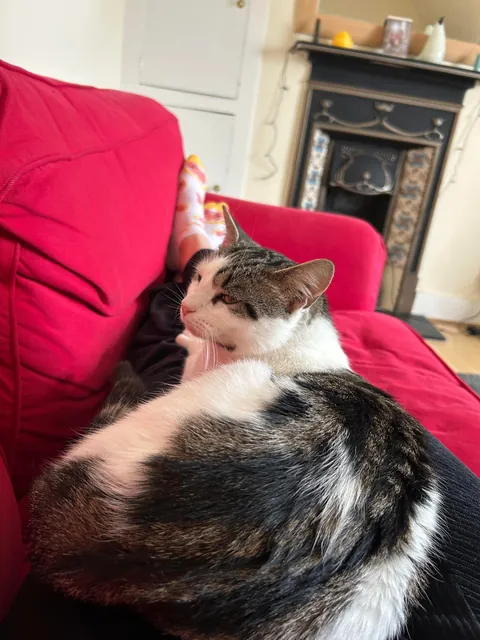 adopted her on saturday and i just think shes neat !