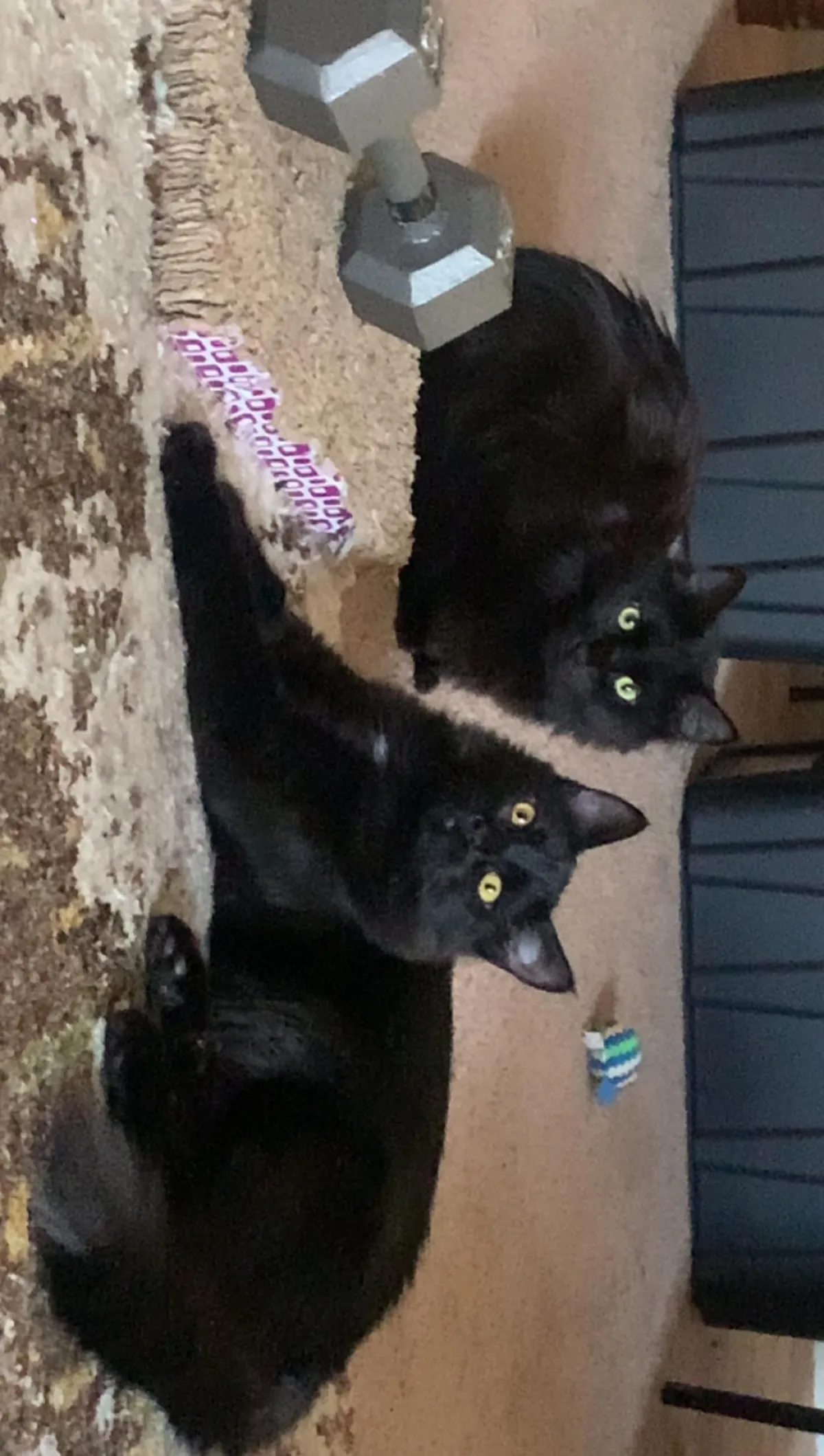 I used to worry if they would get along with each other.