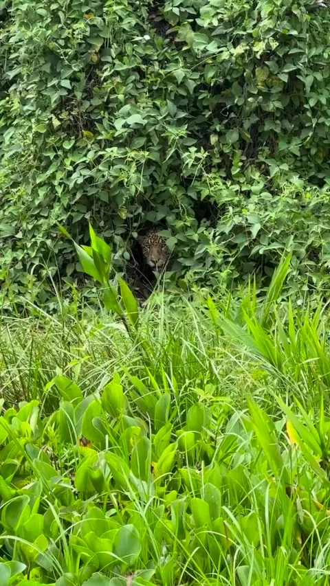 🔥The Jaguar (Panthera onca)