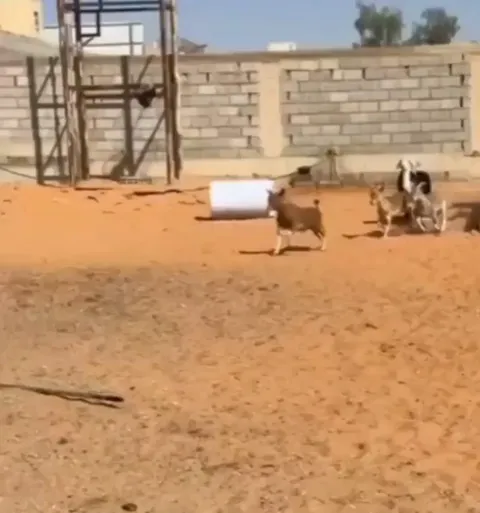 The moment you realise you're a sheep, not a goat like the others