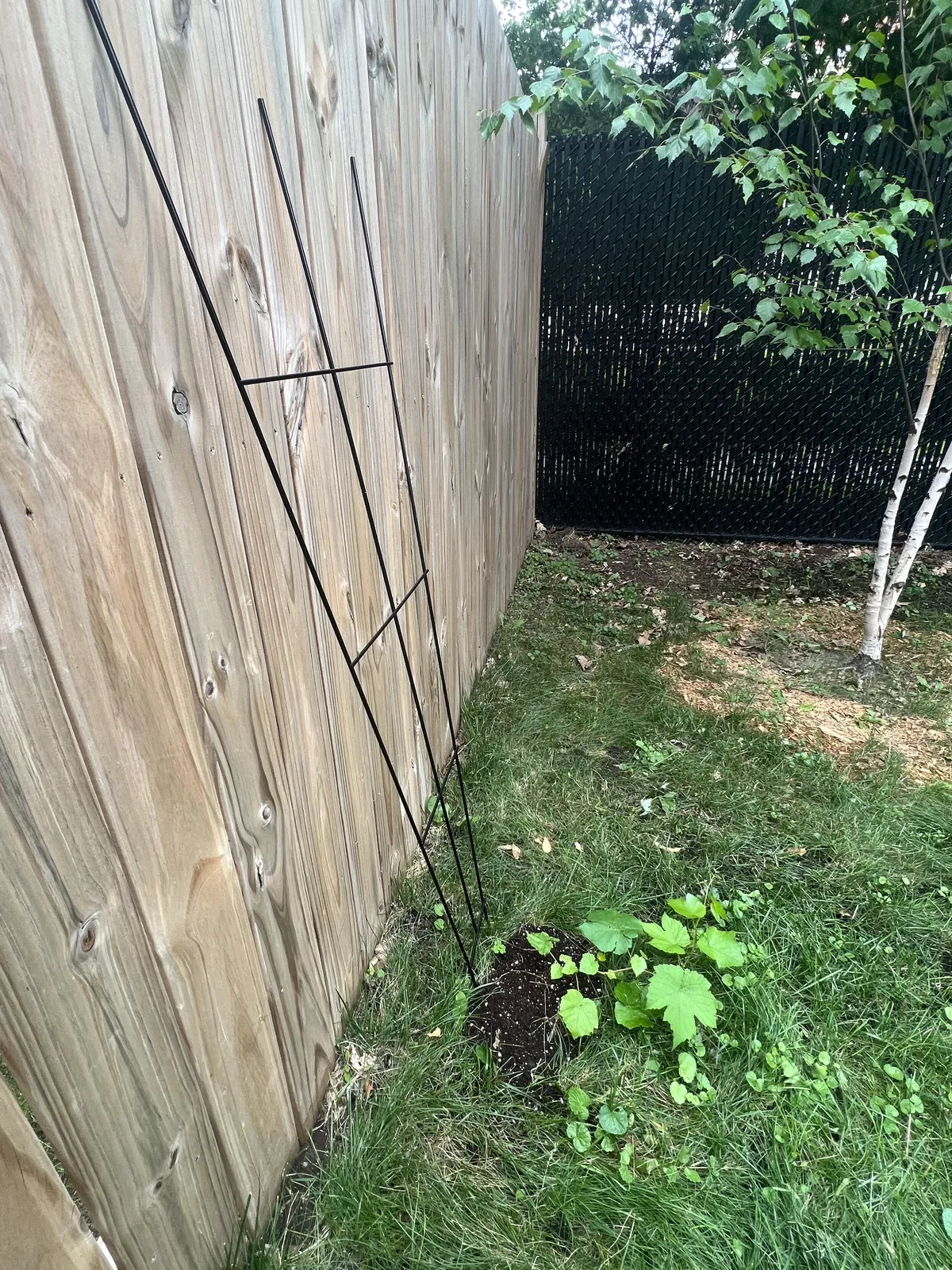 My grape vine is growing AWAY from the brand new trellis I bought for him - is he stupid?
