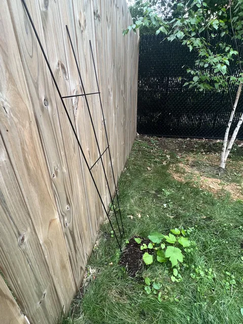 My grape vine is growing AWAY from the brand new trellis I bought for him - is he stupid?