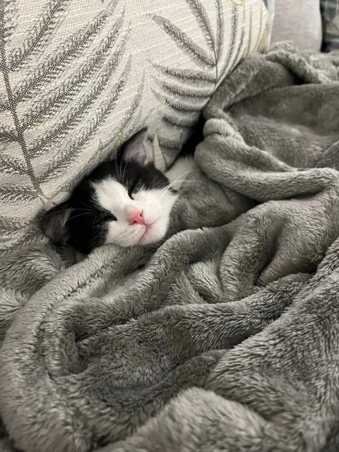 Broken kitty never meows and has no survival skills