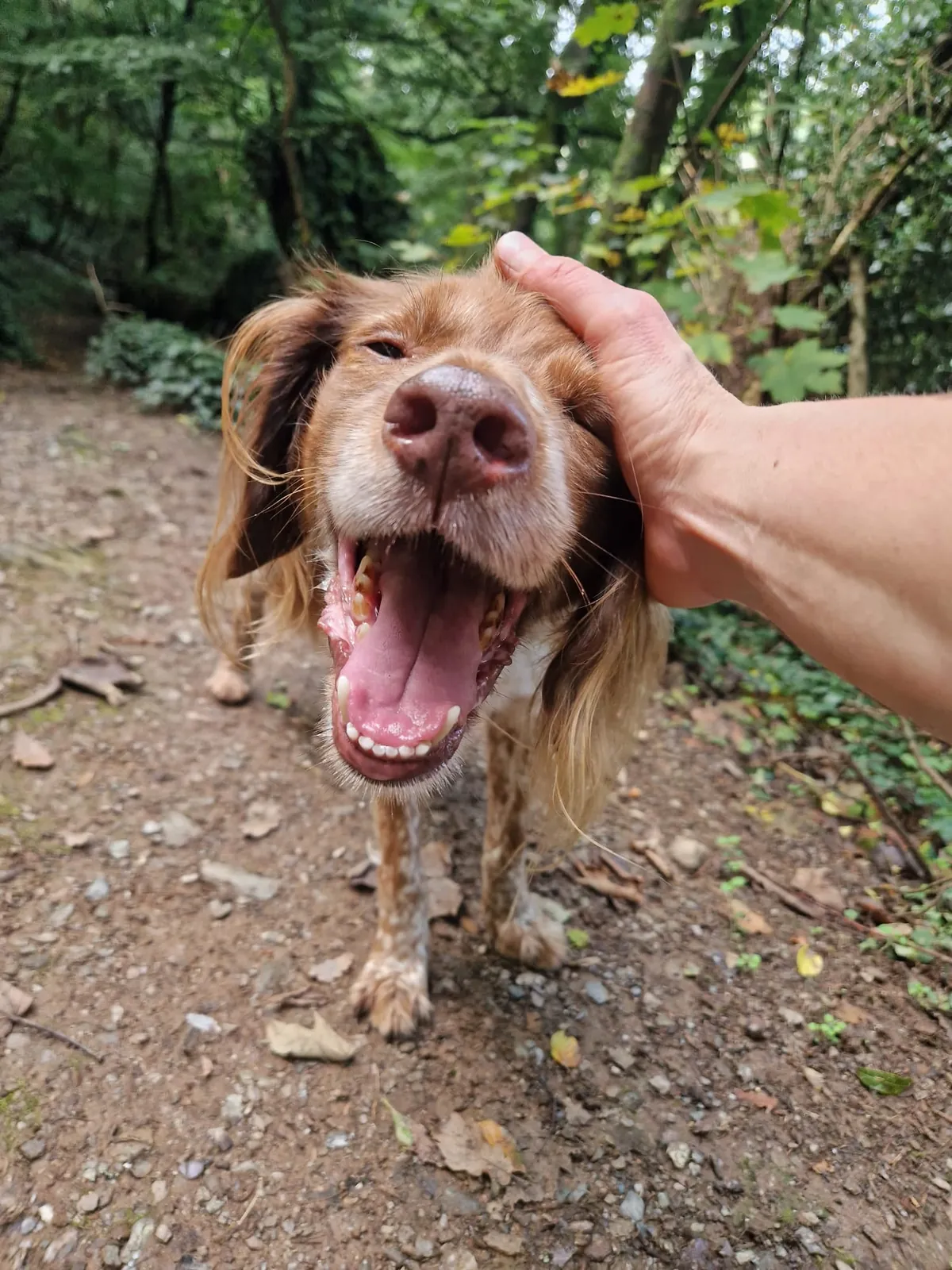 Benji is the gooddest pupperino