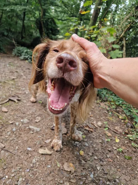 Benji is the gooddest pupperino