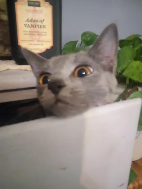 Our sweet ru passed last night (sorry for low quality photos)