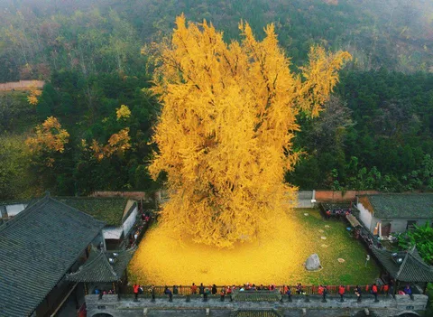 1400-year-old Ginkgo Tree