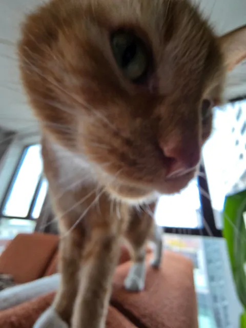 Is it okay to only send these types of pictures if you catsit?