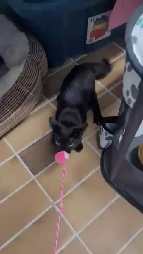 Kitten Dora from our shelter takes playing time very seriously 😄