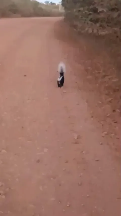 🔥 Skunk's scare tactics