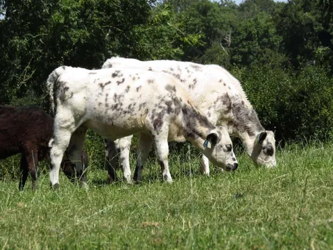 Here are a bunch of pictures of Custard and Cream hanging out with each other! These girls are always together.