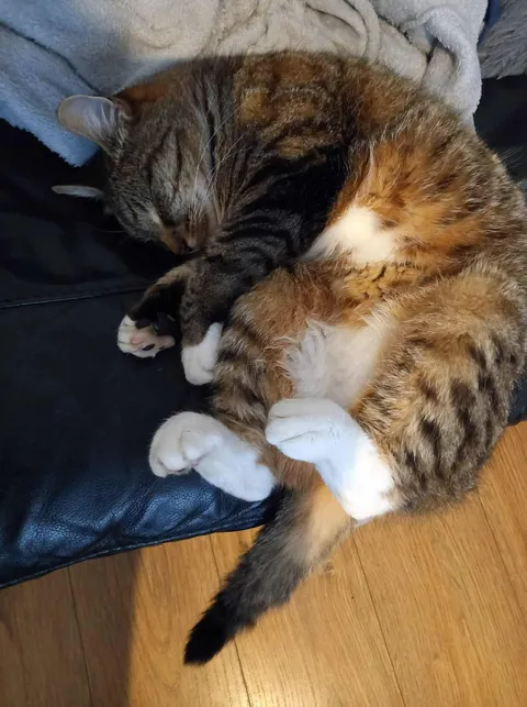 Had to say goodbye to this sweet boy on Monday, he was only 9. 🌈