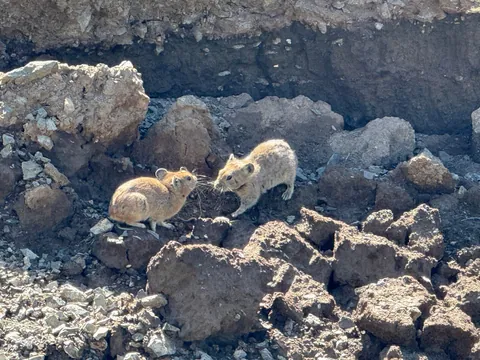 Mongolia trip report &amp; pics