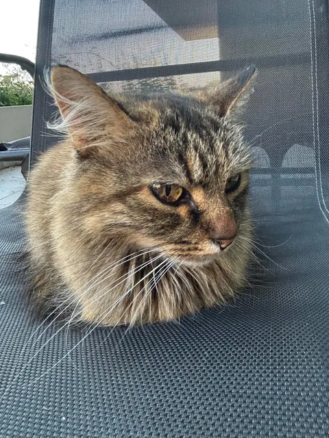 cat magically appeared