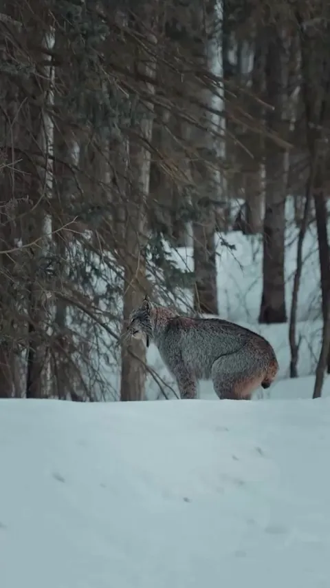 🔥. Ever wondered what a Canada Lynx sounds like in the dead of winter? Listen to this haunting call