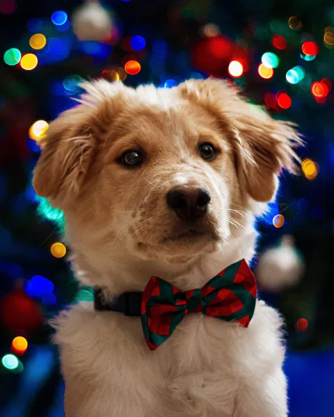 I have nearly 1000 pictures of Felix, but this one is my favorite.