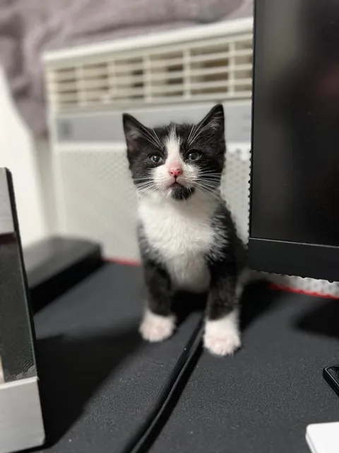 Pluto: 1 month to 1 year