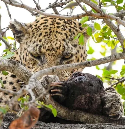 Compilation of leopards with their honey badger kills