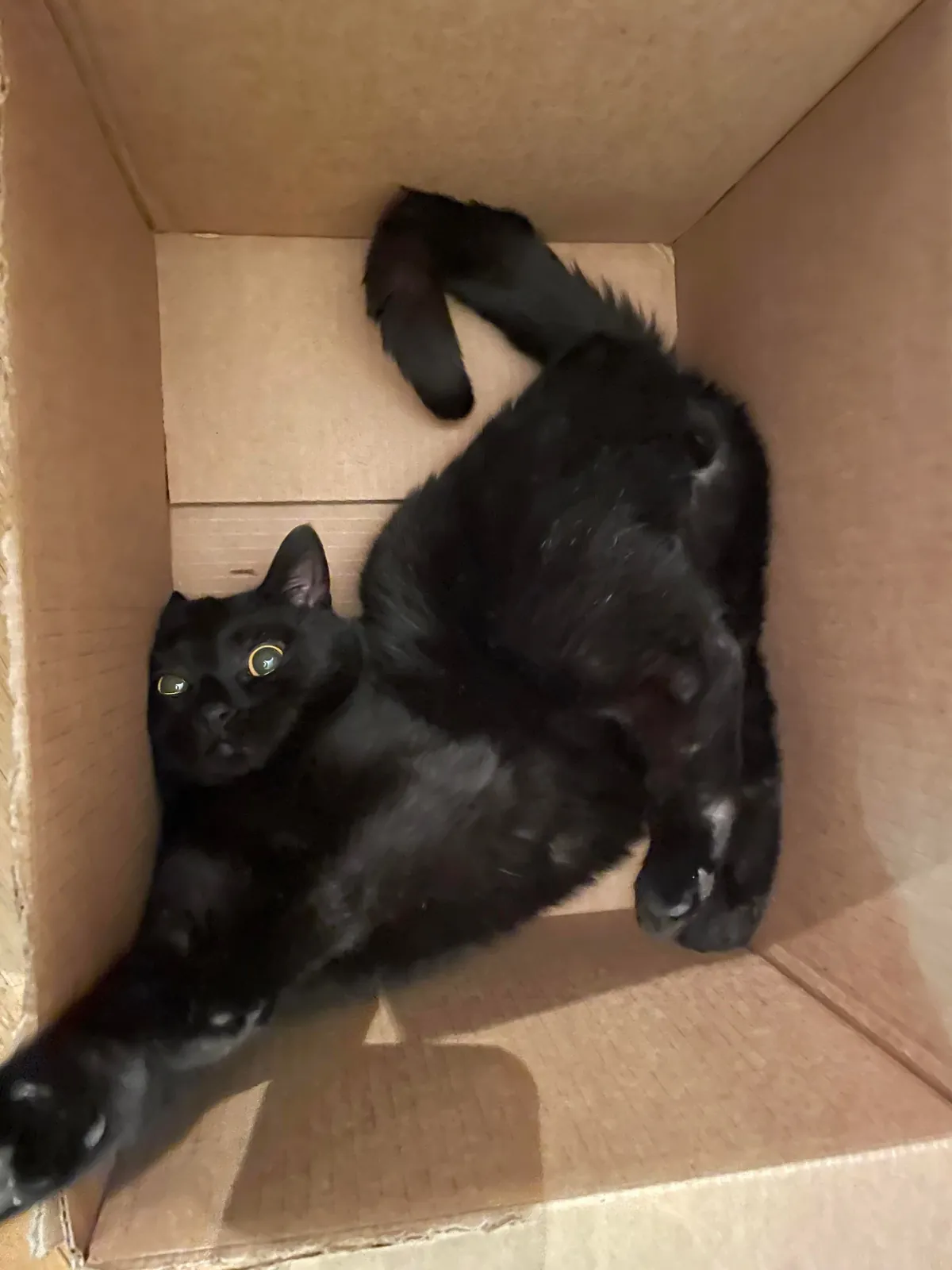 I was breaking up cardboard boxes and Freddy did this.