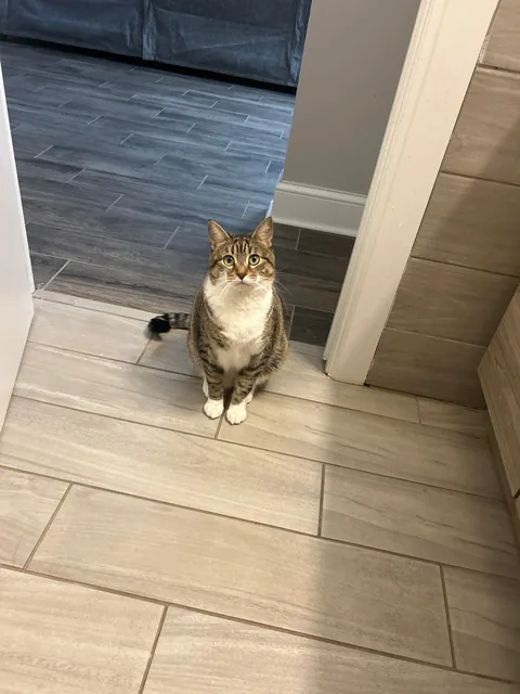 Why do girl cats get a bad rap?