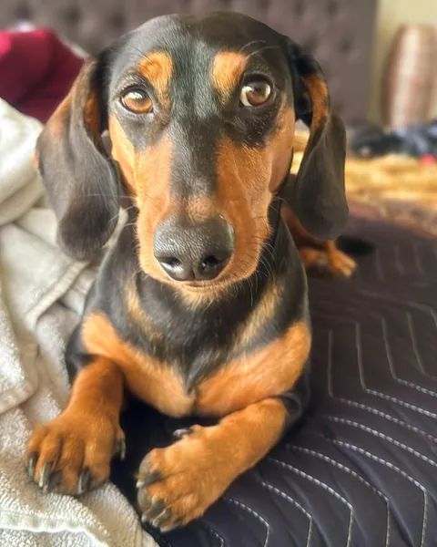 The face of a dog who absolutely knows all your secrets and still loves you anyway