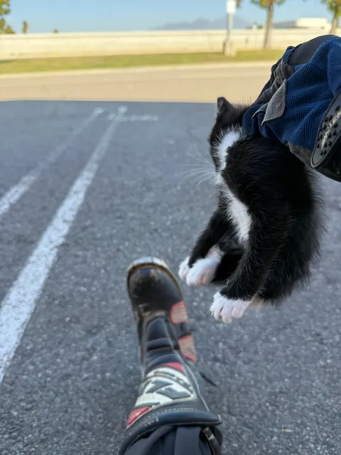 I’m a new biker and found a kitten in the road