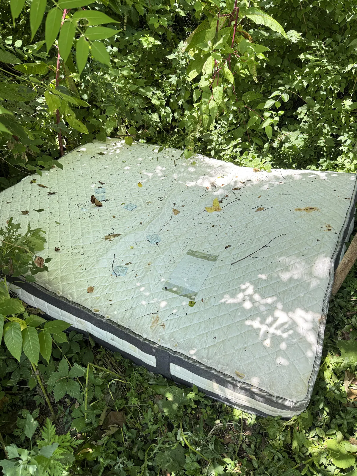 Neighbor just revealed that someone has been… you know… in my backyard