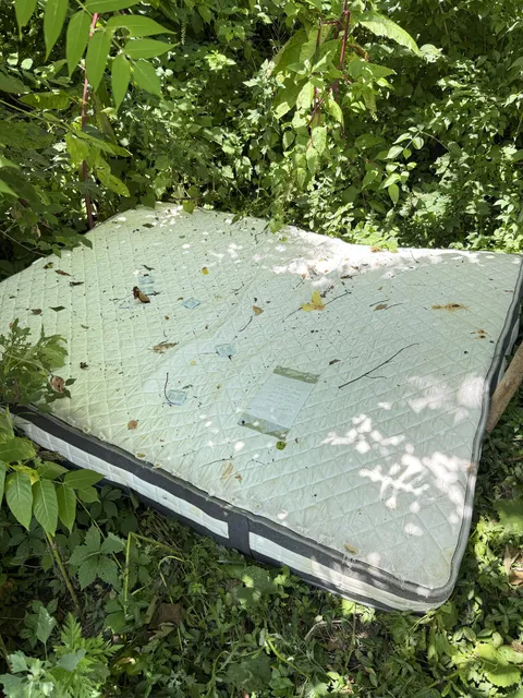 Neighbor just revealed that someone has been… you know… in my backyard