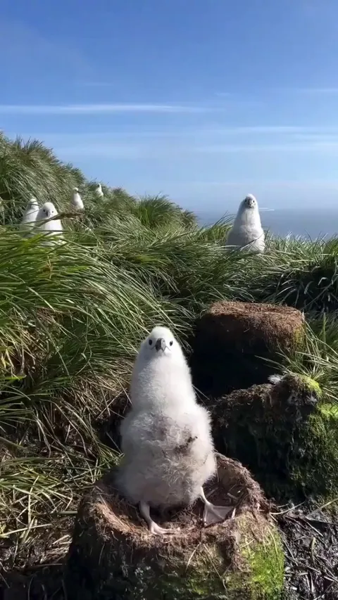 🔥surrounded by Grey-headed Albatross chicks