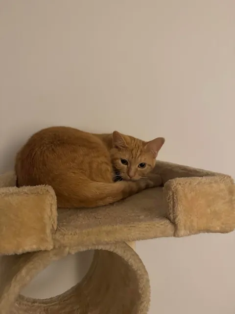 Adopted these boys today 🥰