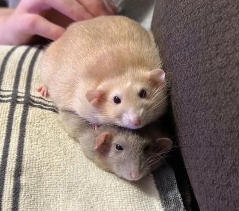 In Loving Memory of Naga 💔