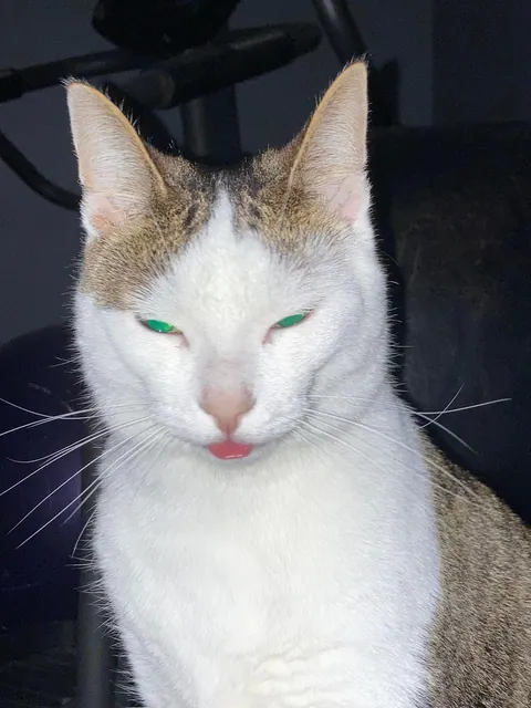 My silly little guy likes to stick his tongue out at times so I took a bunch of pictures! Choose the best ones!