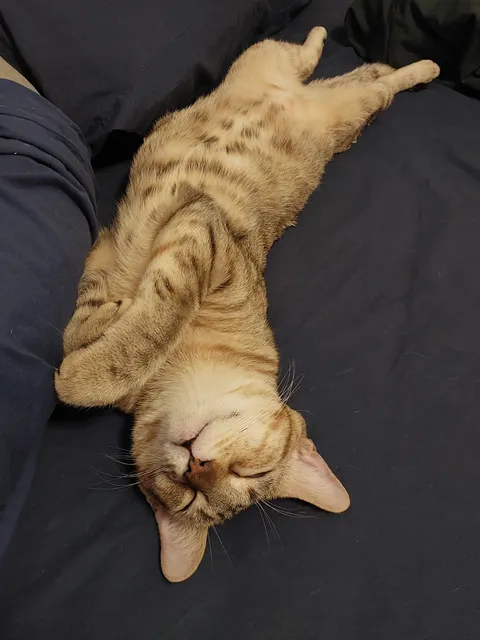 Your cat's cutest sleeping pose? I'll start!