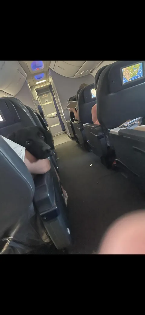 Was on a plane when I saw this 