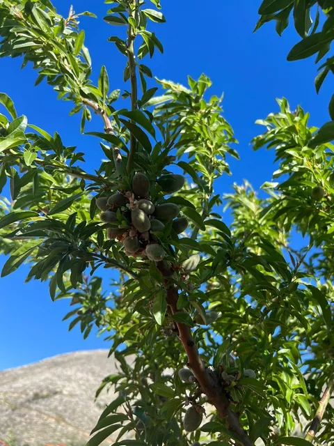 Everything my fruit garden produced this year. I’m so grateful 