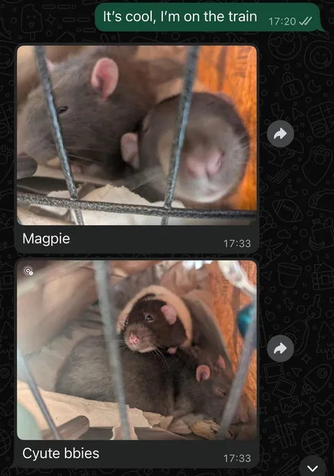 I was worried about moving my rats into my boyfriend’s place. I needn’t have been, he’s obsessed!